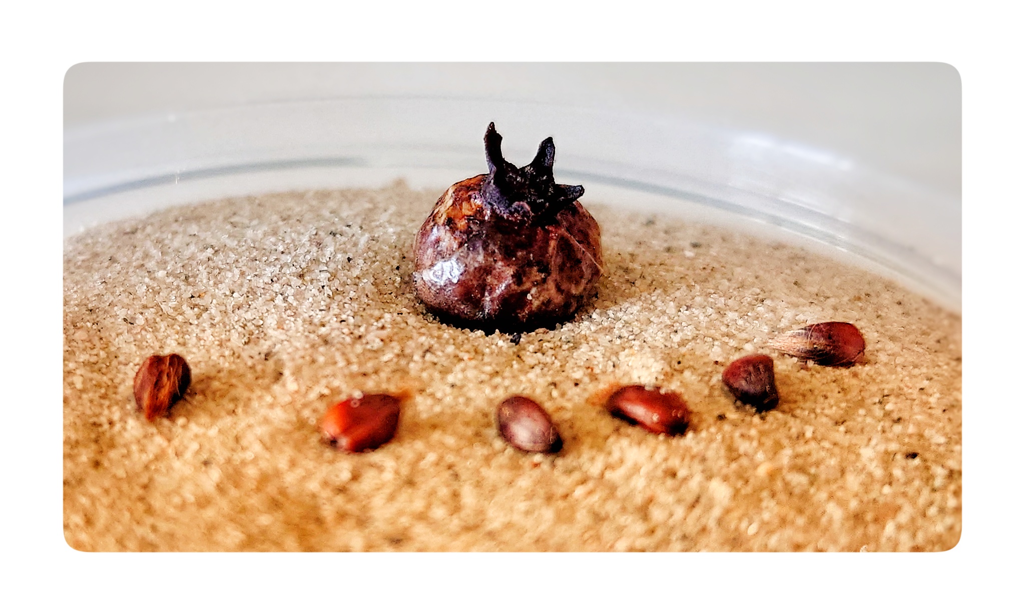 Hartenvuur Ritueel pakket - versturen - Afbeelding 3