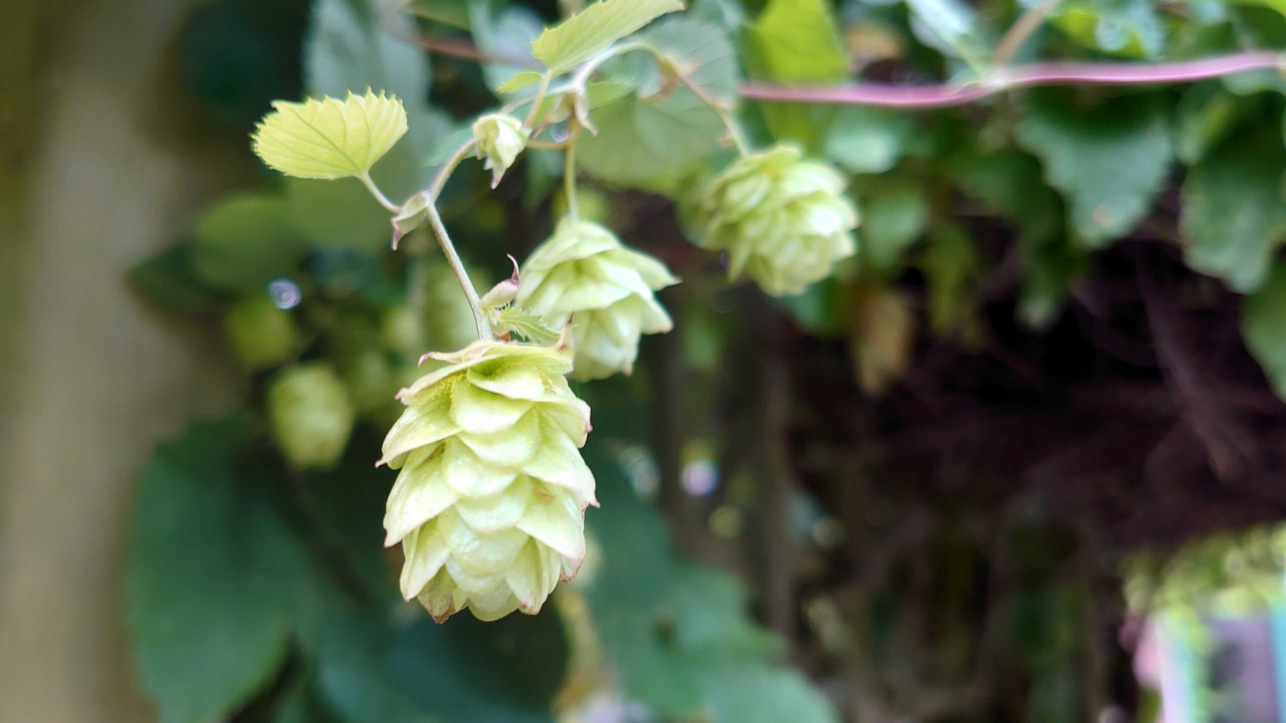Hop Tinctuur 5 ml - Afbeelding 2