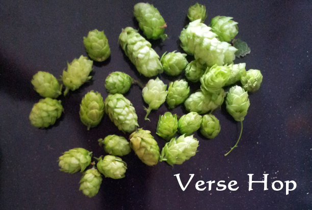 Hop Tinctuur 5 ml - Afbeelding 3